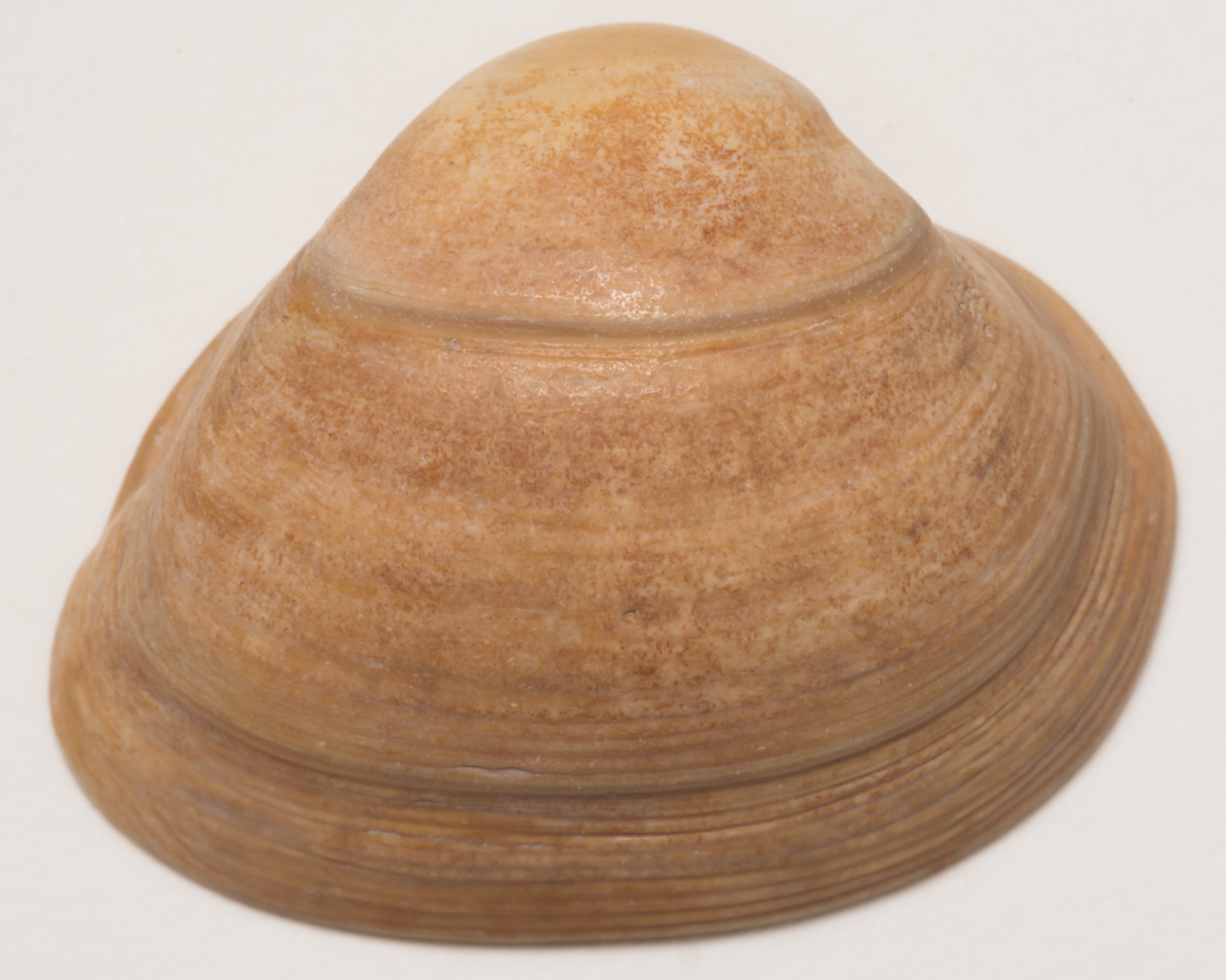 Close up shell, image by Jeroen van de Gruiter