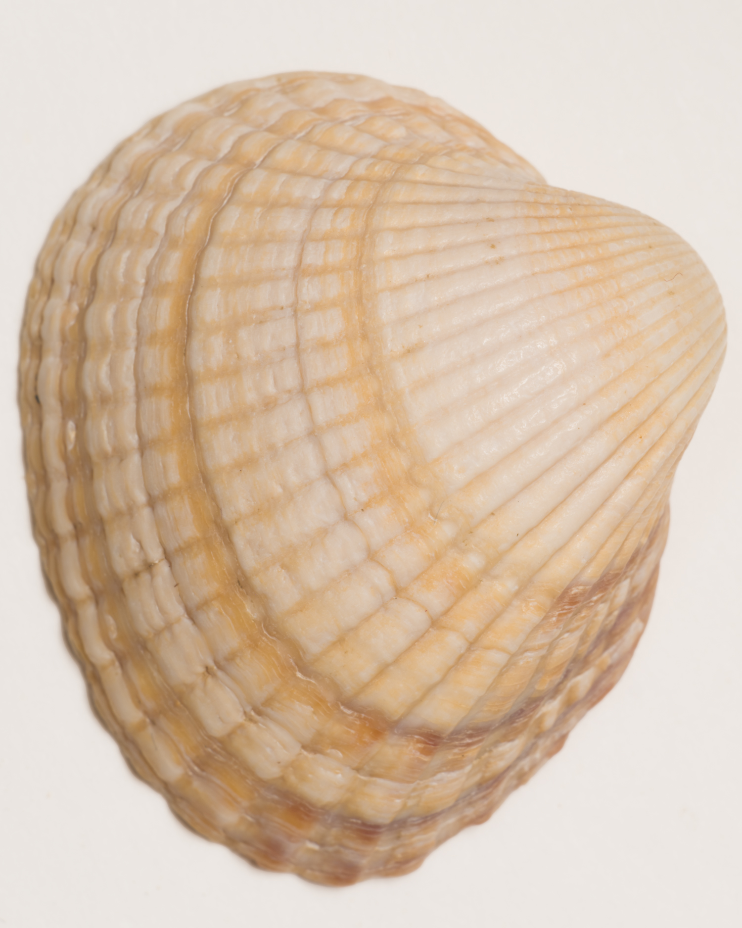 Close up shell, image by Jeroen van de Gruiter