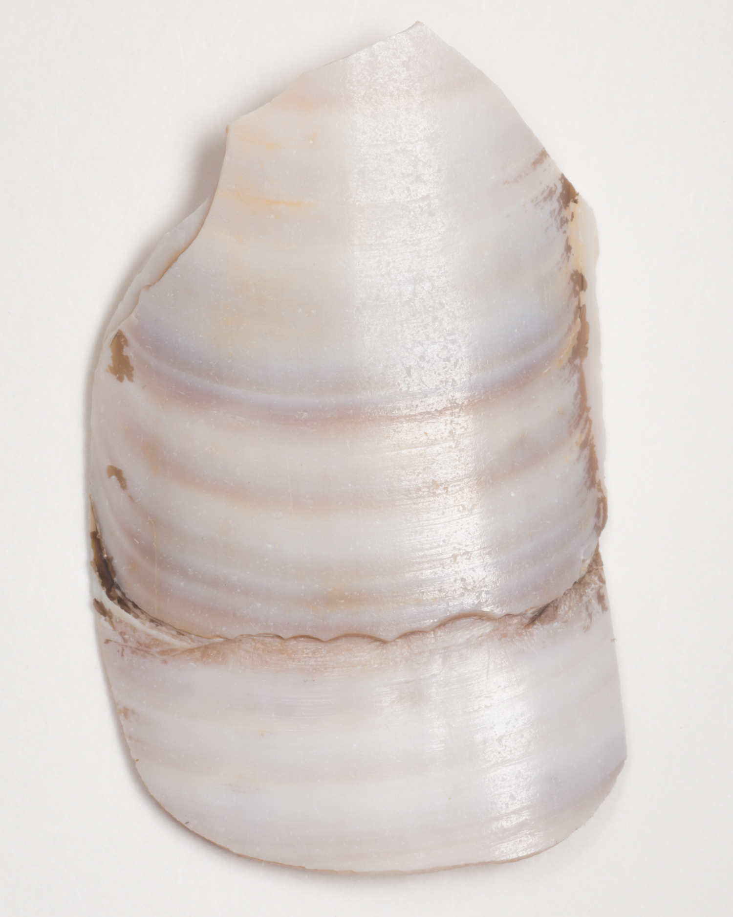 Close up shell, image by Jeroen van de Gruiter