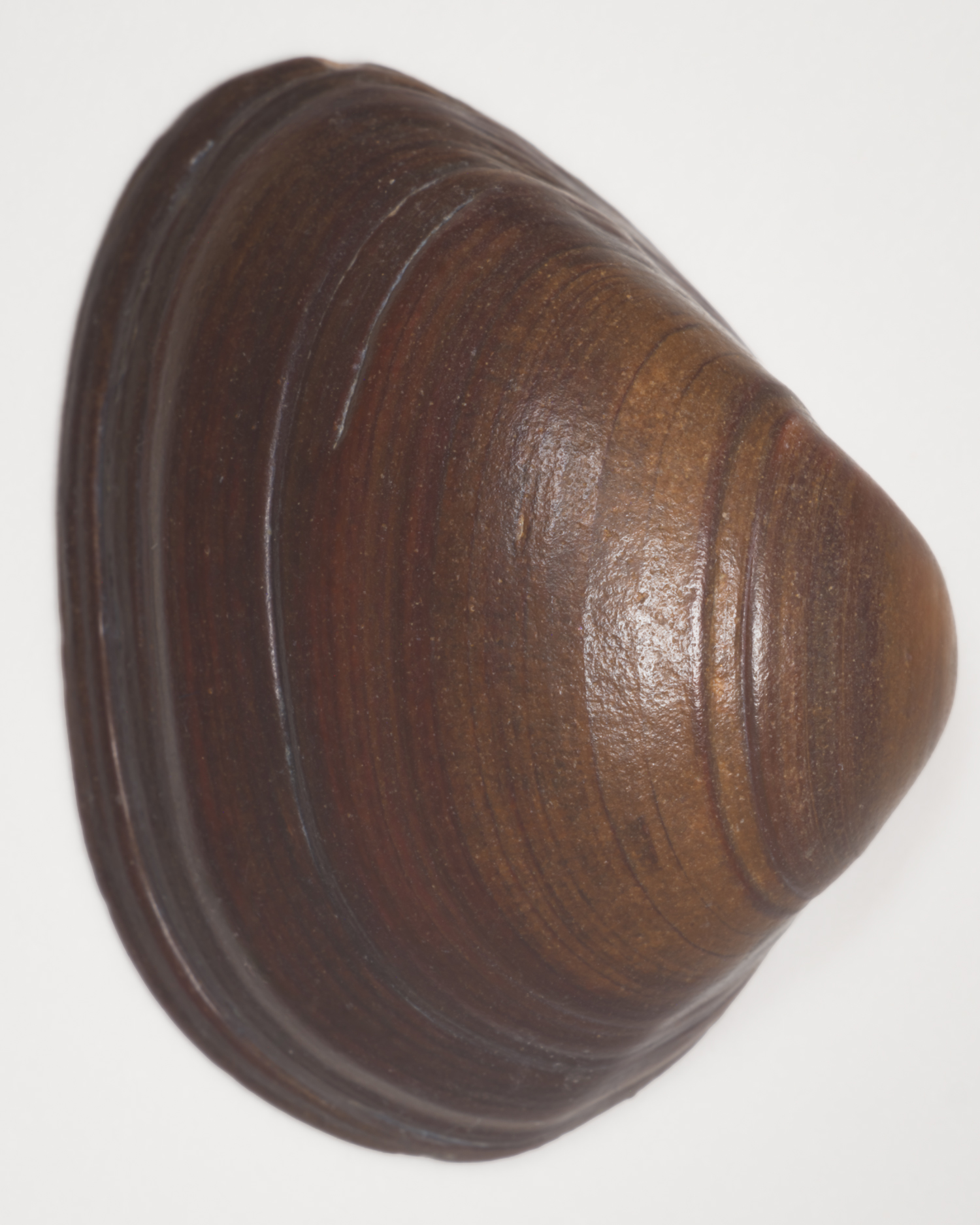 Close up shell, image by Jeroen van de Gruiter
