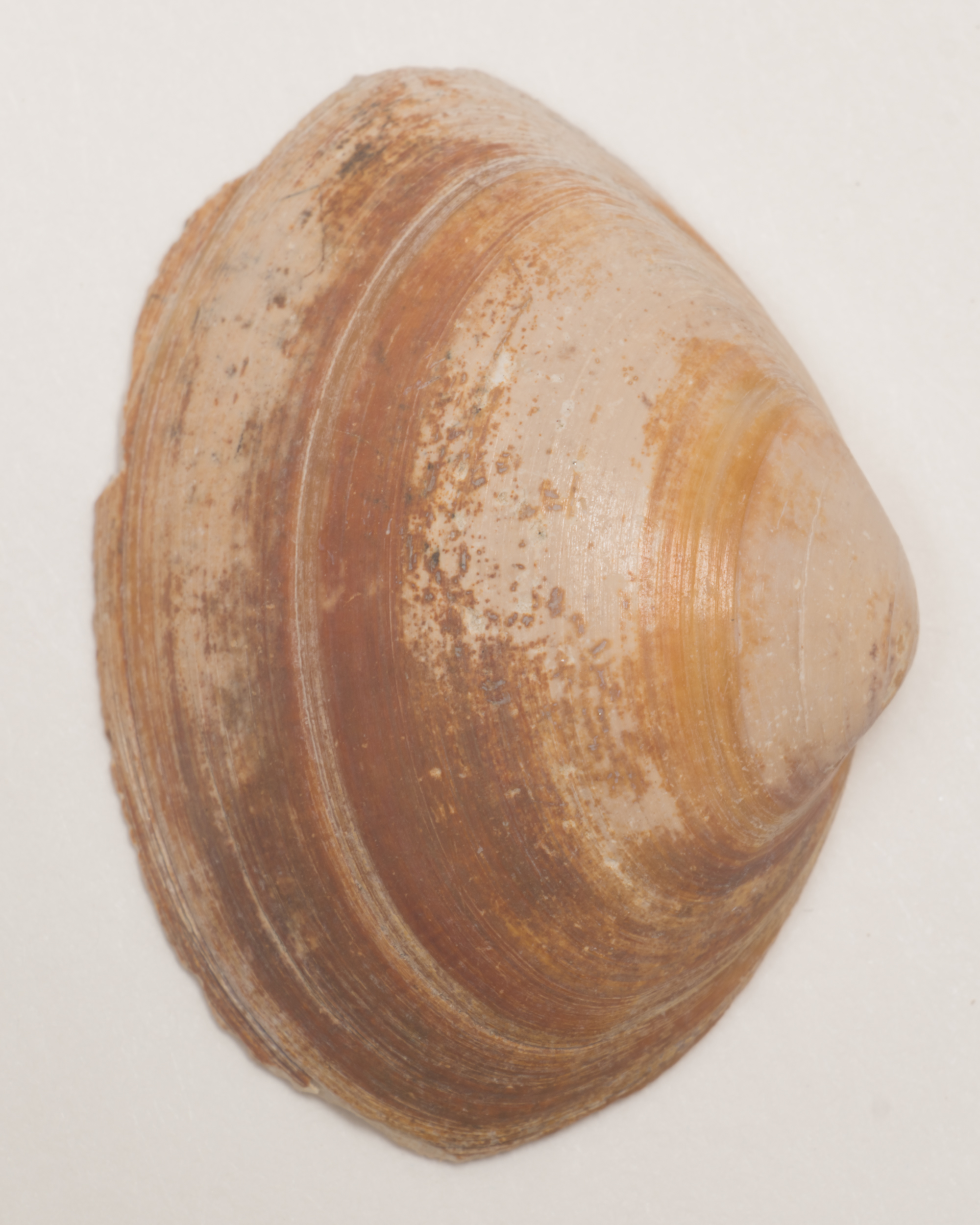 Close up image of a shell, photo by jeroen van de gruiter