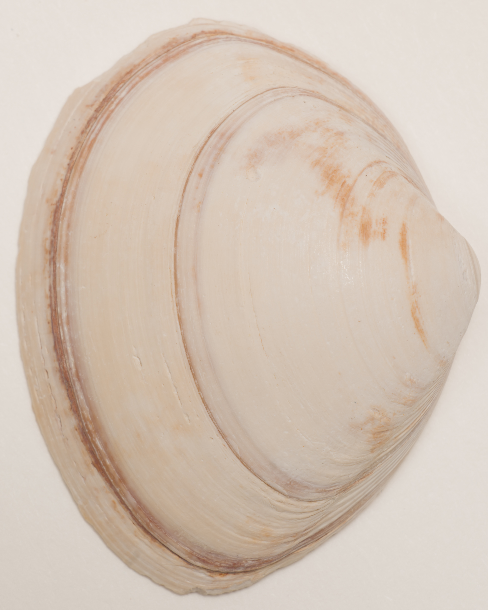Close up image of a round shell, photo by jeroen van de gruiter